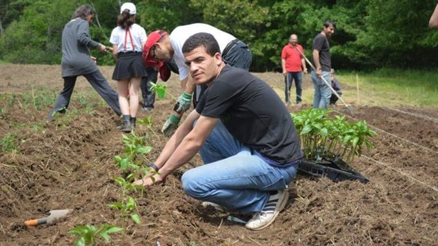 Dix familles de réfugiés syriens ont participé au projet Tula Farm cet été à Keswick Ridge non loin de la capitale provinciale, Fredericton.