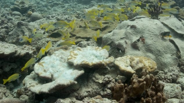 Coral near Christmas Island in the Indian Ocean is bleaching and dying. As corals the world over struggle, Canada plans to protect areas off its eastern shores.