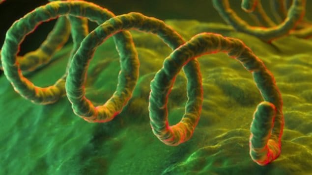La bacteria causante de la sífilis