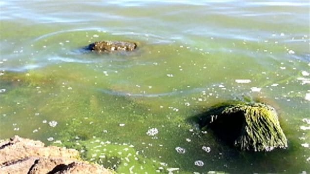 Algae in 2013 on Lake Winnipeg in Manitoba, 11th largest freshwater lake in the world. Many towns and cities take their water from the lake.