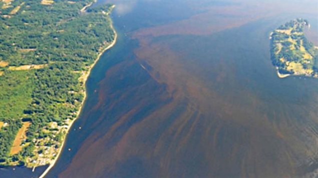 The massive toxic algae bloom in 2015 fouled Pacific coast water from California to the province of British Columbia.