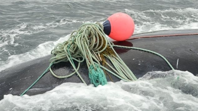 At least two whales have died in September off the coast of Maine after becoming entangled in fishing gear, a third was saved by a special team.