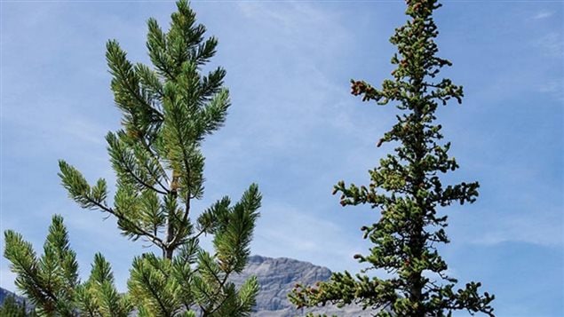 A new study shows the different species, lodgepole pine (left) and interior spruce (right) share a large number of genes that deal with climate adaptation. This means that nature has evolved limited solutions for tree, and that their ability to adapt to future climate chante is also limited.