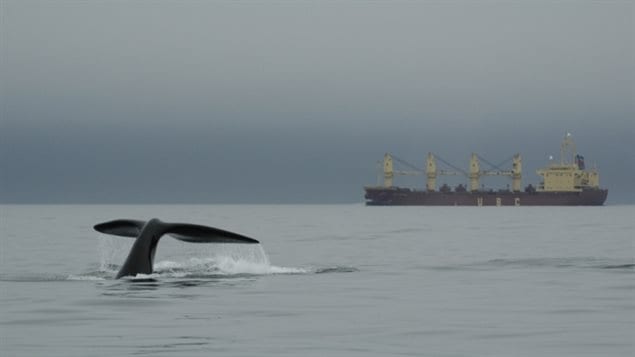 Rules have been created for shipping in the known Right whale habitat, but scientists are concerned that the whales may be moving into areas where there are no mitigation measures and ship strikes are more likely