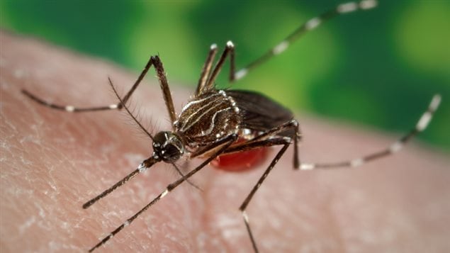Mosquito portador del virus Zika