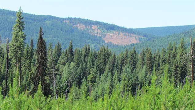 A mixed forest of lodgepole pine and interior spruce. Though two distinct species, they have developed the same genetic solutions to deal with climate change. This limits range of future evolution possibility to deal with coming rapid climate change