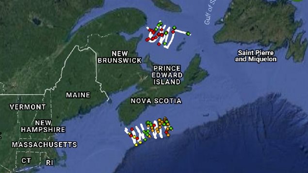 Two ’gliders’ have been deployed to travel in the Gulf of St Lawrence and on the Scotian shelf off the coast of Nova Scotia. The coloured dots represent recording of different species of whale calls. This year so far, more Right whales (red dots) have been heard in the Gulf, than their usual summer location off Nova Scotia