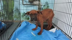 June 2015: Police in Laval Quebec (immediately north of Montreal) released this photo of one of five dogs found wandering in a parking lot. they were malnourished and had wounds leading police to suspect they were used in dogfighting. While dogfighting is illegal, the bill would have added that training dogs to fight would also be illegal. All five of the dogs had to be euthanized.