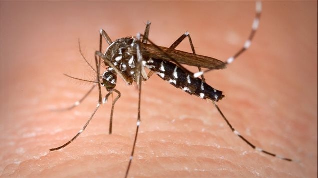 This is an Aedes albopictus female mosquito obtaining a blood meal from a human host. Under experimental conditions the Aedes albopictus mosquito, also known as the Asian tiger mosquito, has been found to be a vector of West Nile virus. Aedes is a genus of the Culicine family of mosquitos