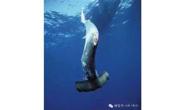A *finned* hammerhead shark, unable to swim sinks to the bottom where it will slowly drown.