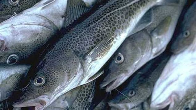 Critically depleted stocks are still being fished, says a new report. 