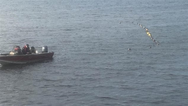 Dauphins dans la baie de Lamèque 