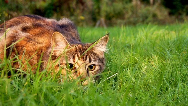 Un chat dans la nature Un chat dans la nature