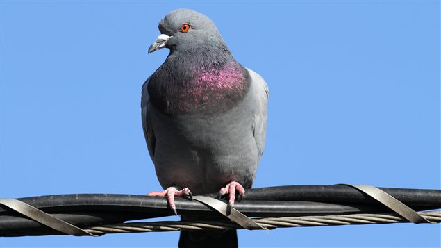 Un pigeon Un pigeon