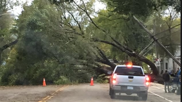 High winds knocked down large mature trees in Sydney and elsewhere in Cape Breton that had survived many decades of sever weather. The trees blocked roads and pulled down power poles and lines.