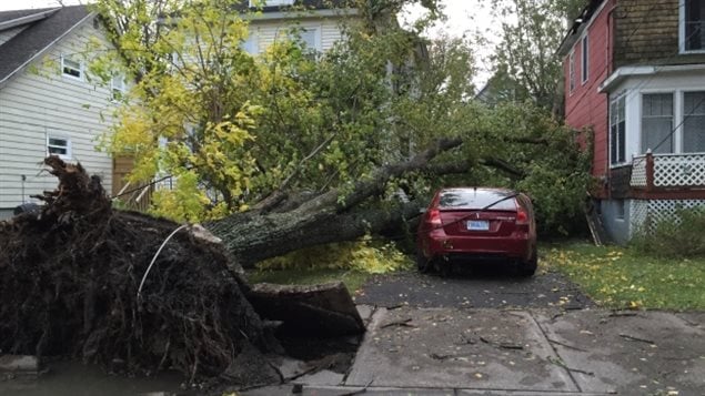 Neither cars nor houses were safe from falling trees on Sydney’s Union Street during Monday’s storm. 