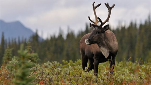 Le caribou « fait l’objet de déclins alarmants », de « nombreuses hardes nordiques ont maintenant atteint des niveaux historiquement bas, et il y a lieu de s’inquiéter qu’elles ne se remettront pas », craignent des experts canadiens.