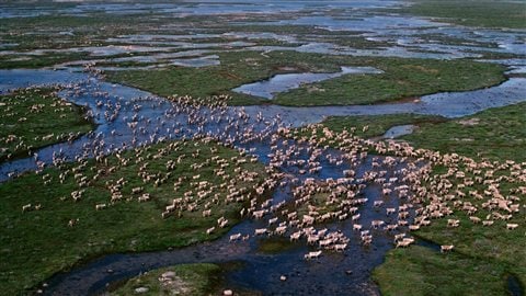 Des caribous migrant à travers la toundra en été autour de la baie d'Hudson. Les troupeaux terrestres qui, autrefois, se chiffraient par centaines de milliers ont diminué de façon spectaculaire, dans de nombreux cas de plus de 90 %.