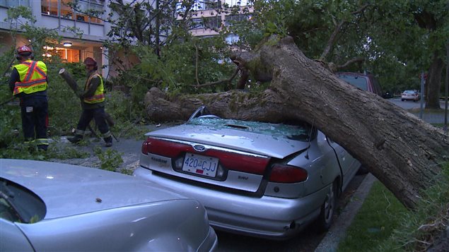 شجرة اقتلعتها العاصفة في فانكوفر في حزيران يونيو 2015