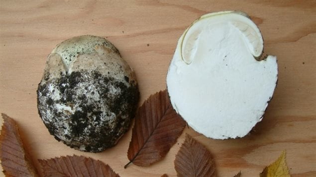 Young death cap mushrooms can resemble puffballs, but when cut open reveal the death cap developing inside.