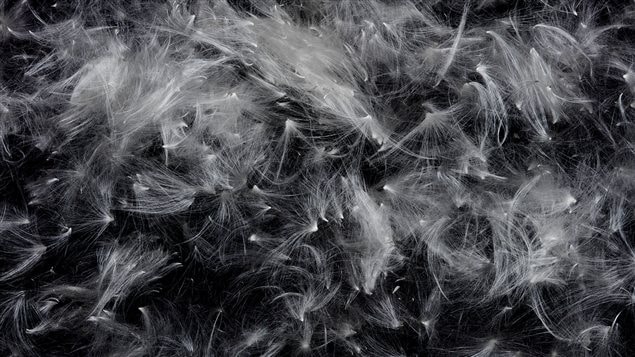 The fluff from milkweed, similar insulation qualities to expensive down, very easy to grow almost anywhere.