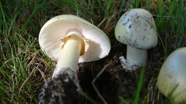 Death cap mushrooms were first seen near old chestnut trees in British Columbia in 1997.