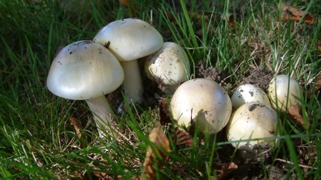 维多利亚市三岁男孩误食毒蘑菇死亡