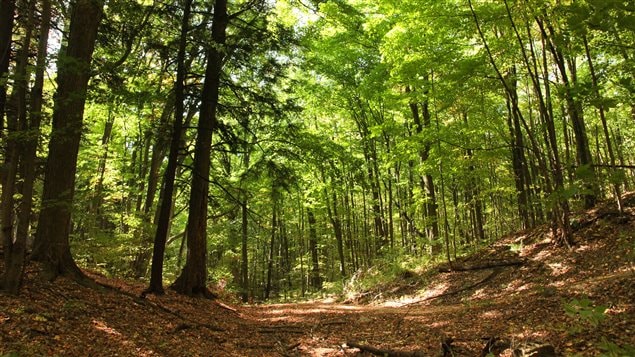 Parts of the Happy Valley Forest have been opened to hikers and the trails are very popular.