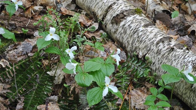 White trilliums and ferns carpet the Happy Valley Forest floor.