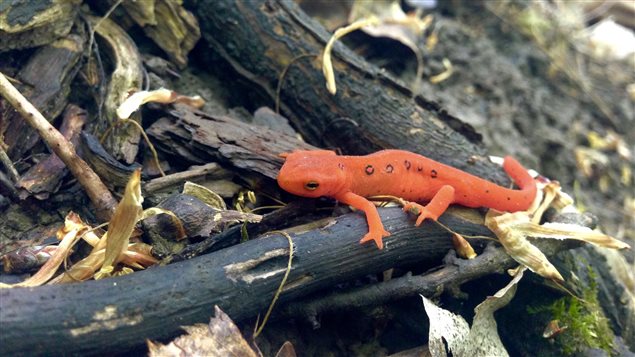 The Happy Valley Forest is home to the eastern newt and other rare wildlife.