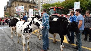 Oct 2015- Ottawa: Canadian farmers protesting aspects of the TPP trade deal in front of Parliament. In addition to other concerns about their livlihood threatened by the deal, They say the trade deal would allow US milk treated with hormones into the Canadian dairy supply system.