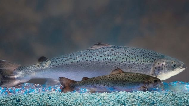 AquaBounty — a biotechnology company- has approval to grow its genetically modified salmon in land-based facilities, but environmentalists fear the company will pressure the government for additional ocean based pens, with the possibility of escape and forever modifying the wild salmon species
