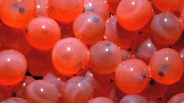 The AquaBounty genetically modified salmon eggs were developed at its P.E.I. facility. They use genes from other fish to grow much faster to market size than *natural* salmon. The GM salmon are marketed as *Aqua Advantage*.