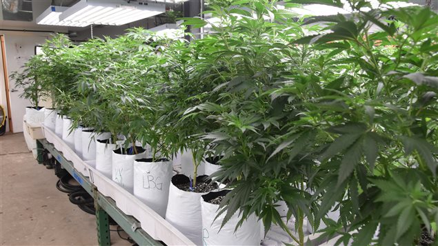 Les revenus provenant de la vente de marijuana à usage récréatif ont dépassé en 2015 ceux issus de la vente d’alcool, au Colorado.
