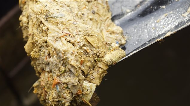 Un amoncellement dégoûtant de graisse et de déchets récolté dans un égout. Un amoncellement dégoûtant de graisse et de déchets récolté dans un égout.