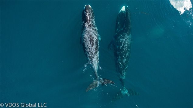 By observing unobtrusively from the air, researchers discovered the whales were touching and rubbing each other much more often than previously thought