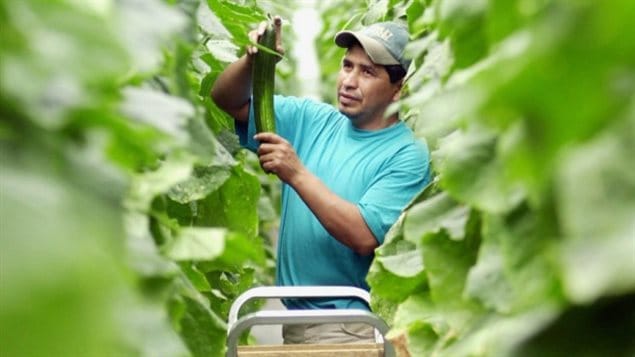 There are about 6,000 seasonal workers from Guatemala in Canada, most in the province of Quebec. 