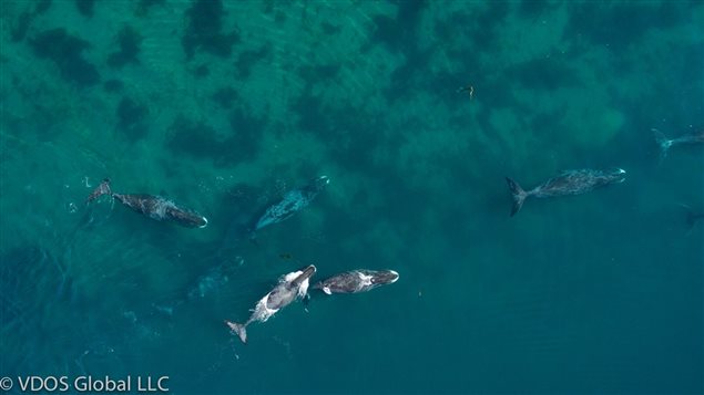 Researchers were able to observe habits like the size of groups, and the fact they travelled in larger groups, and rested in shallow water in the afternoons