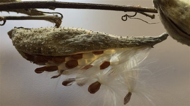 A milkweed pod, showing the lightweight fluffy fibres attached to each seed. The tiny filaments are hollow trapping air which makes them a good insulator, they also keep their properties when wet, unlike down.