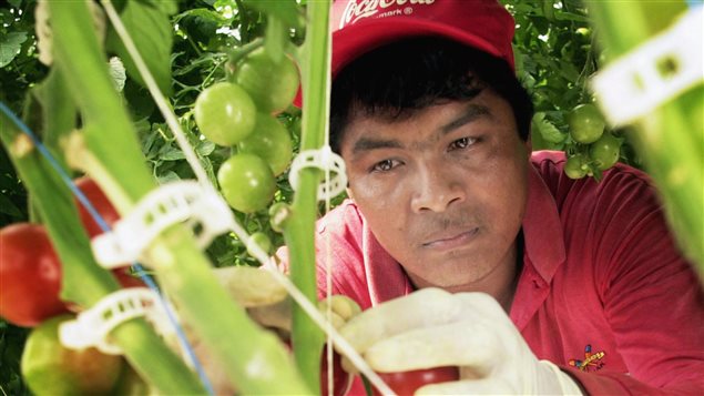 Los trabajadores extranjeros constituyen una mano de obra indispensable en el sector agrícola.
