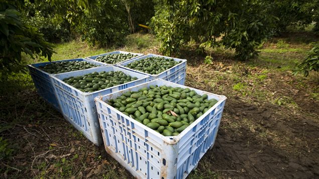 Cosecha de aguacates.