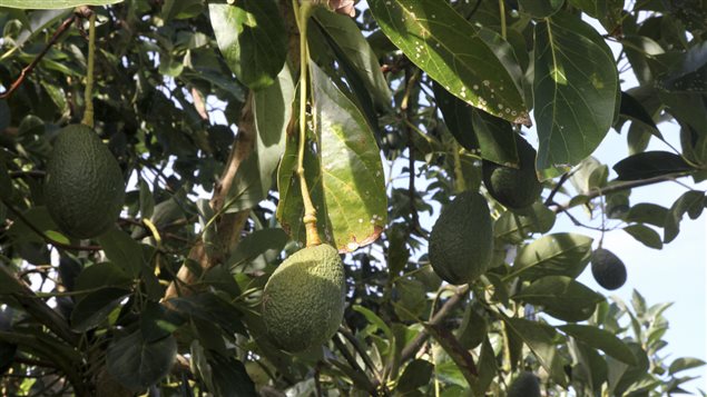 Cultivo de aguacates