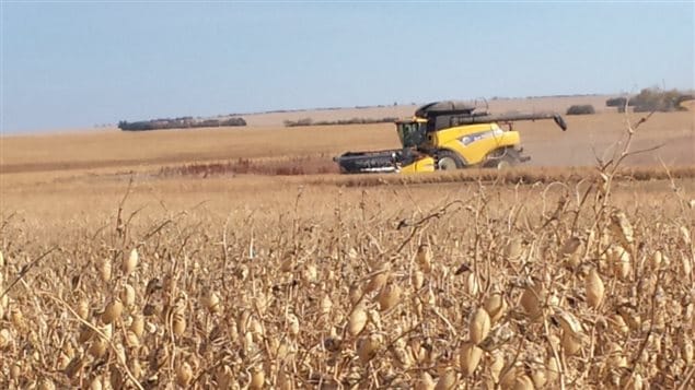 Oct 2013- harvesting chickpeas, a pulse crop, near Assiniboia, Saskatchewan. The largest Canadian processor of pulses says the Dannon move to non-GMO is part of a growing movement and good for his industry