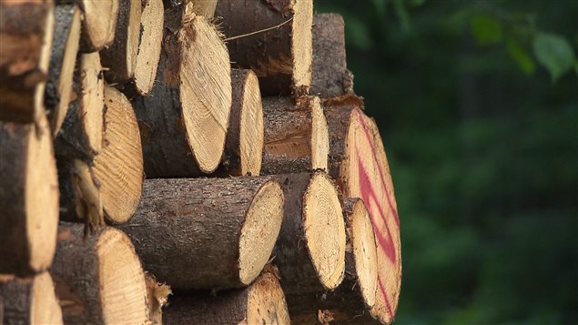 Des billots de bois cordés. Des billots de bois cordés.
