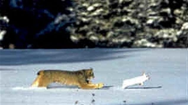 Lynx chasing hare. If the population levels of hare were to drop, it would have a significant negative impact on other predators that depend upon them such as hare, fox, wolf etc.