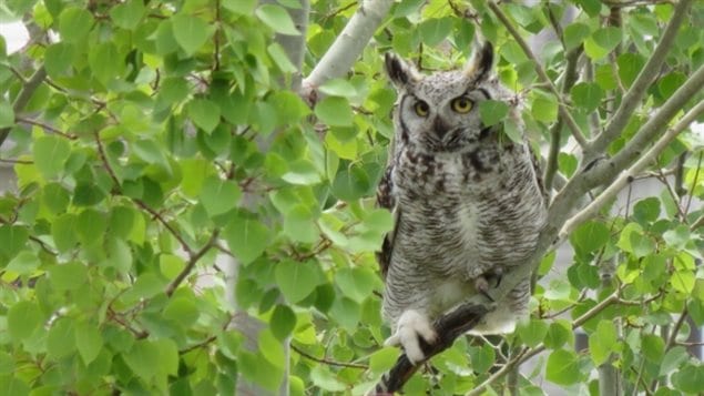 Climate change could drive the great horned owl and snowshoe hare populations to extinction in Canada’s boreal forests, according to one scenario from Canadian researchers. 