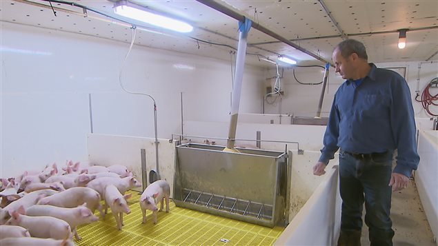 Cécilien Berthiaume, un éleveur de porcs, espère que l’accord Canada-Union européenne lui permettra de gonfler ses revenus.