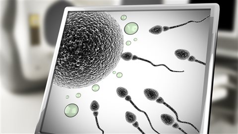 En 5e secondaire, l'élève réfléchit à ce qui favorise l'établissement et le maintien de relations affectives et amoureuses significatives; il évalue les risques d'infections transmises sexuellement et par le sang, et de grossesse associés à divers contextes de vie sexuellement active.
