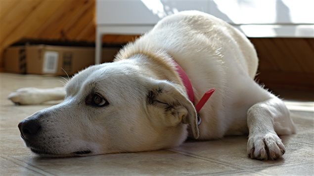 Un chien Labrador couché sur le sol