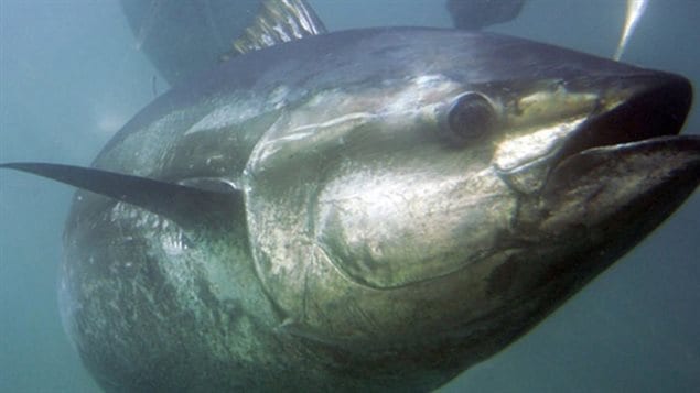 Bluefin tuna can grow to as much as 300kgs. Once caught for cat food, is now one of the most expensive fish in the world. Conservationists are concerned that stocks have declined dramatically in the past couple of decades.